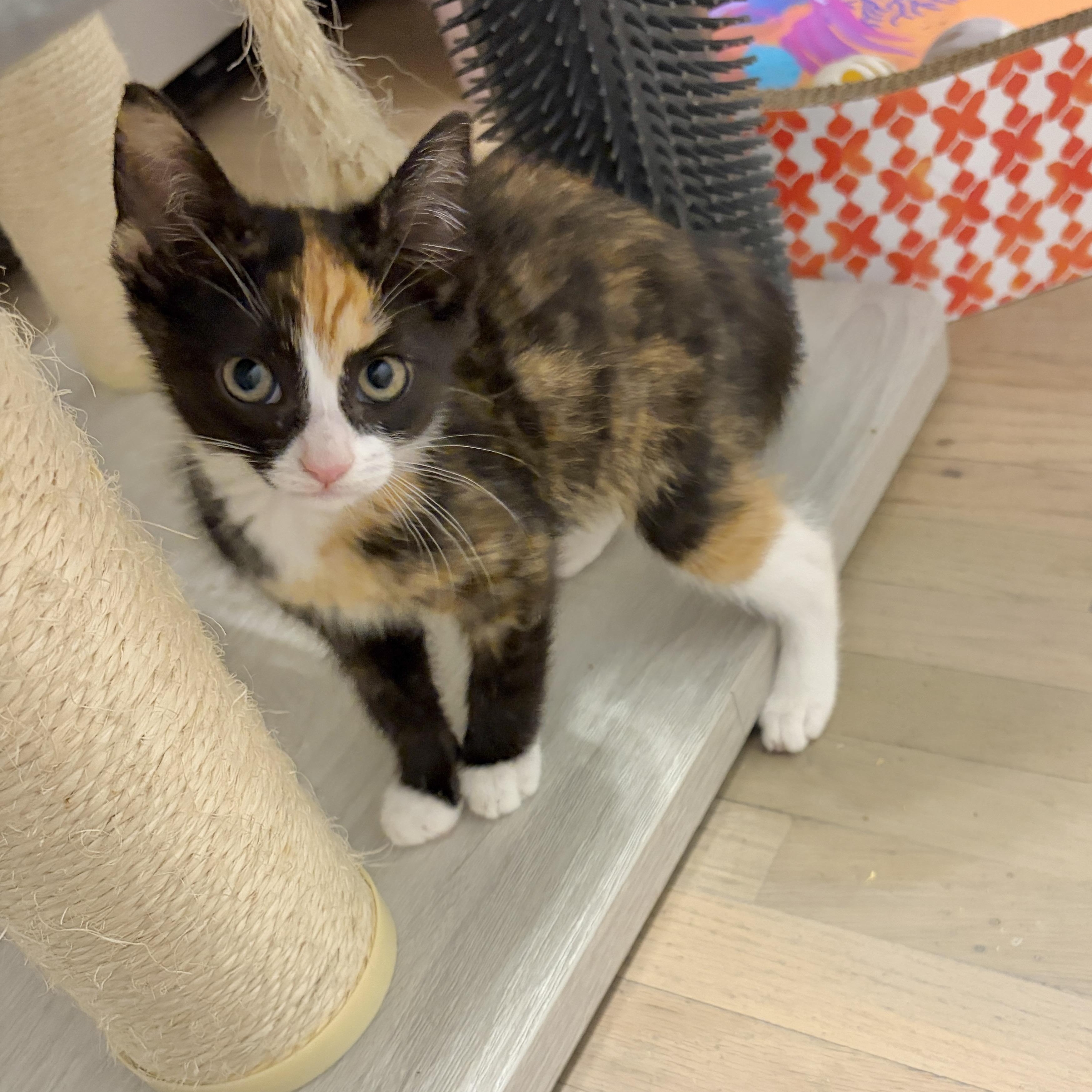 Willow, a Adoptable mixed breed in Moriches, NY image 4/4
