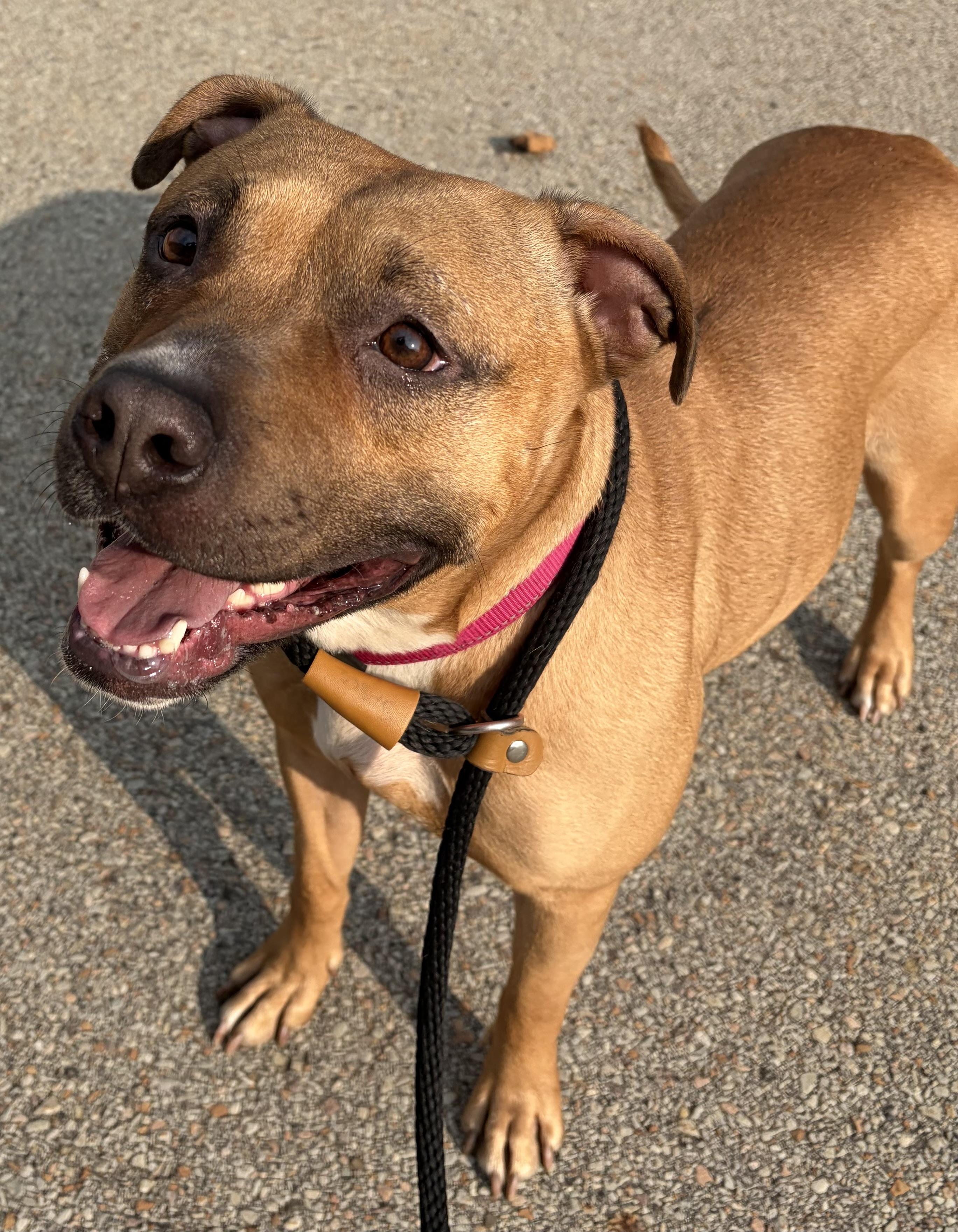 Enlarge Phoenix, a Adoptable Mixed Breed in McKeesport, PA image 5/6