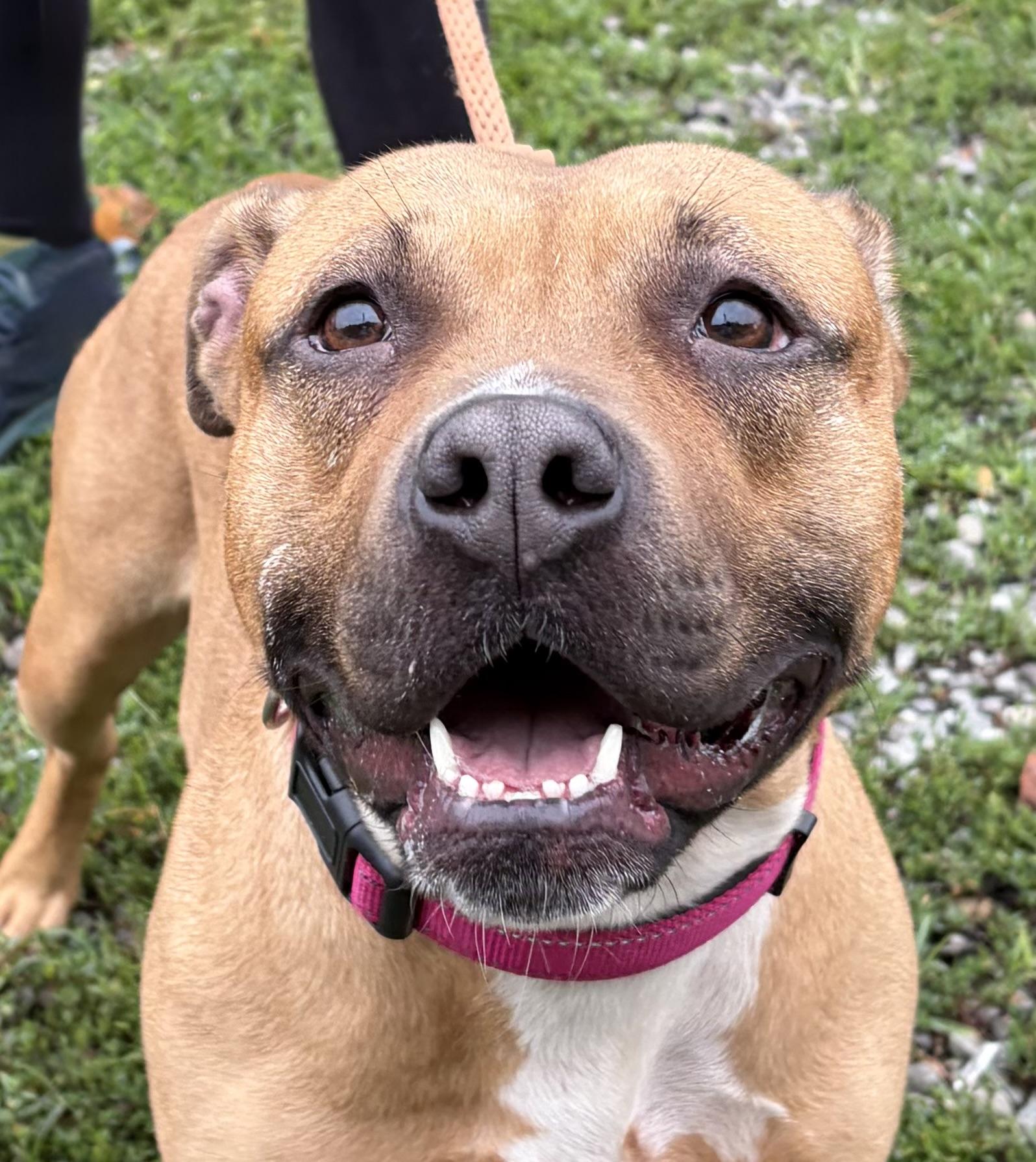 Phoenix, a ADOPTABLE Mixed Breed in McKeesport, PA image 6/6