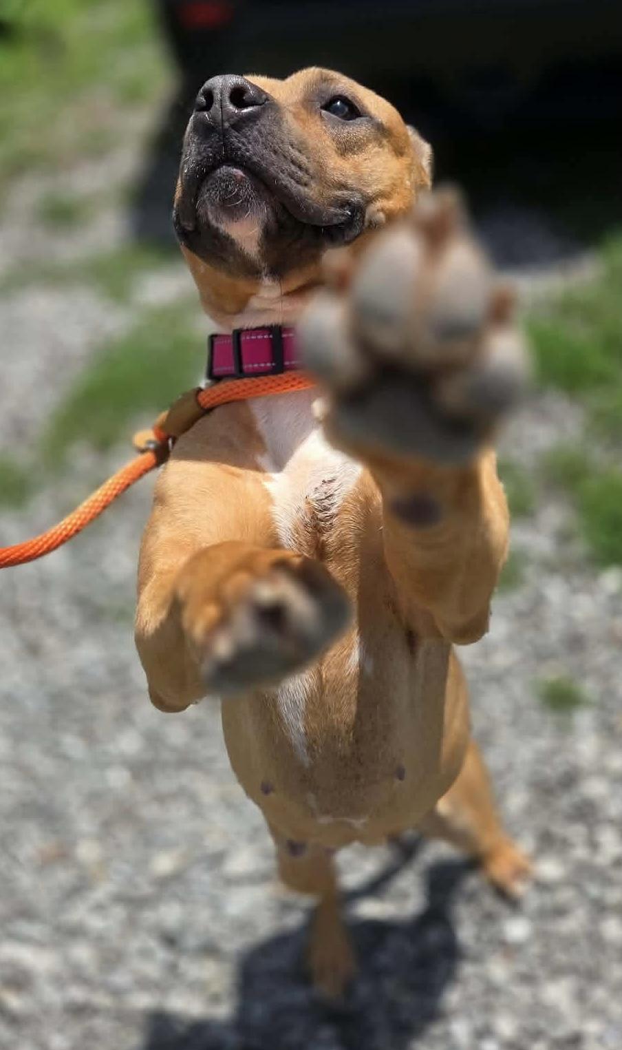 Phoenix, a ADOPTABLE Mixed Breed in McKeesport, PA image 2/6