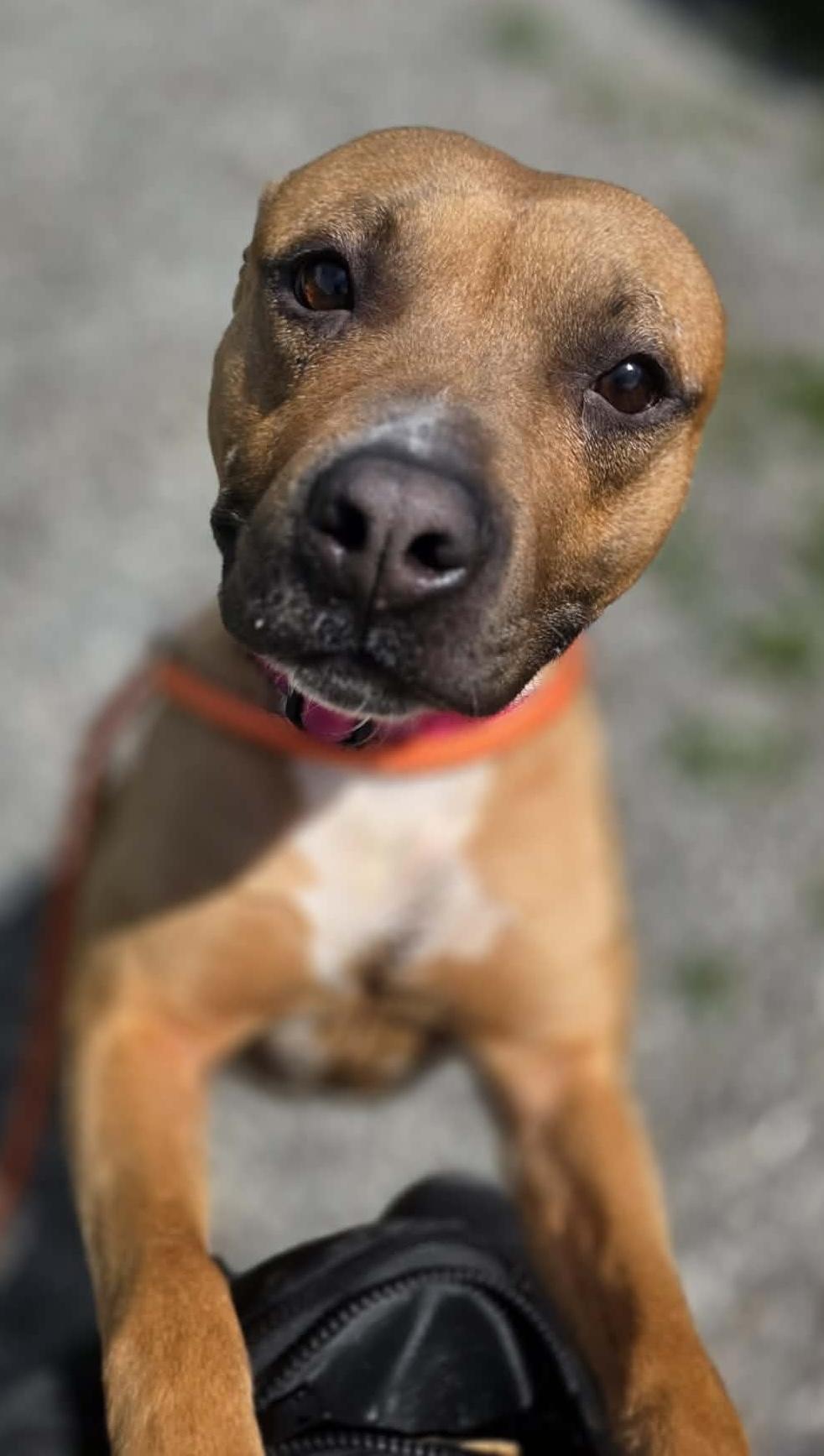 Phoenix, a ADOPTABLE Mixed Breed in McKeesport, PA image 6/6