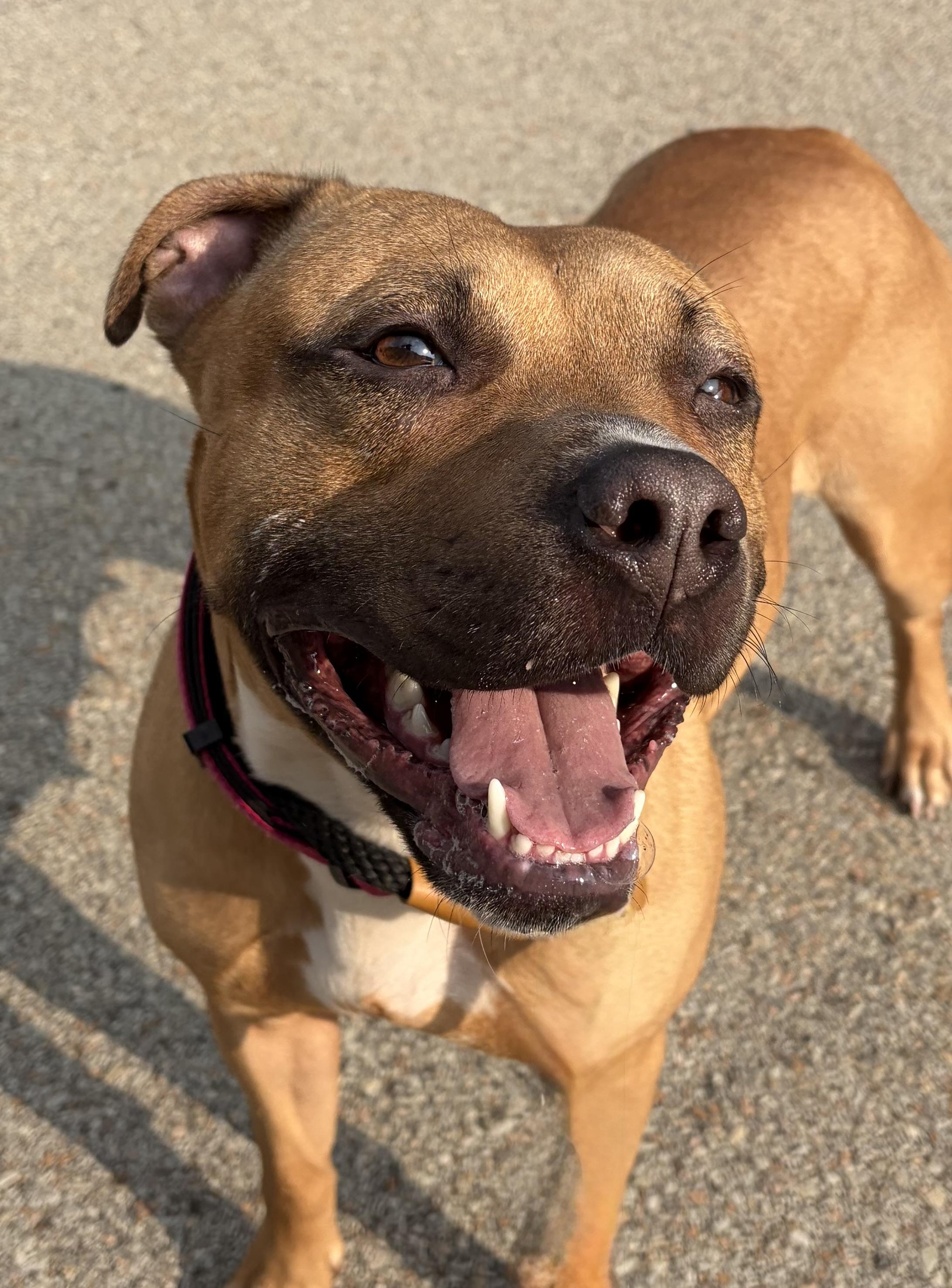 Enlarge Phoenix, a Adoptable Mixed Breed in McKeesport, PA image 4/6