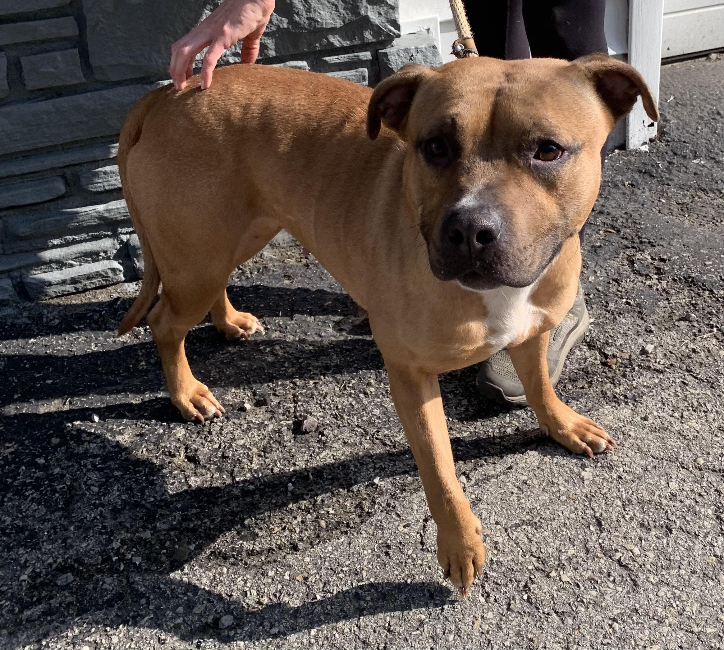 Phoenix, a ADOPTABLE Mixed Breed in McKeesport, PA image 3/6