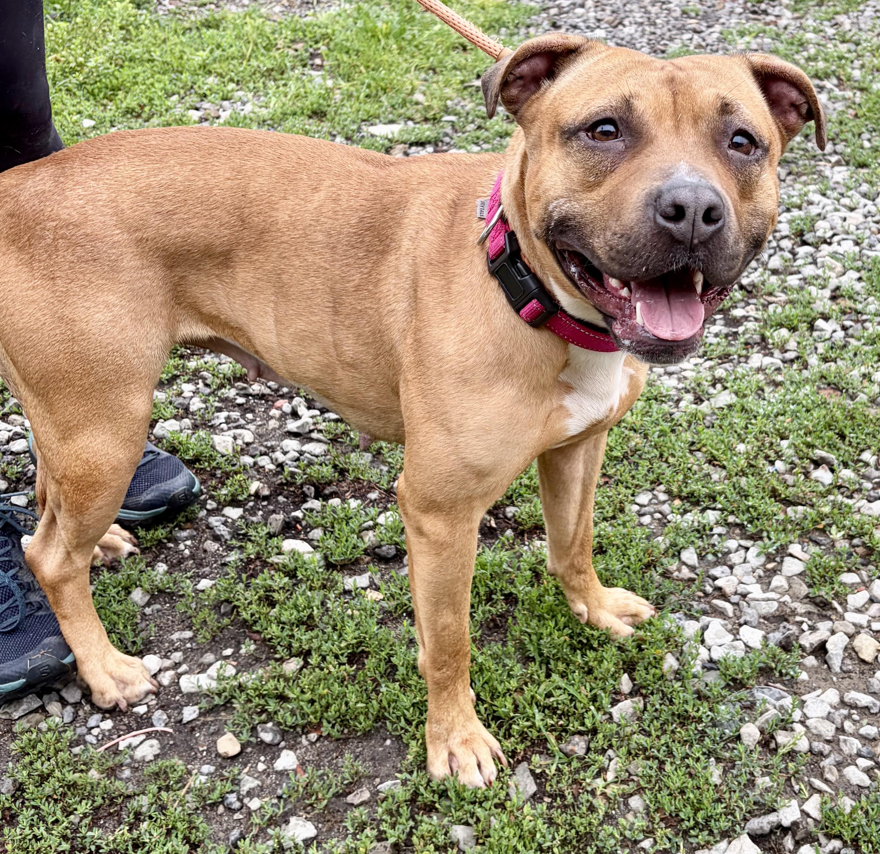 Phoenix, a ADOPTABLE Mixed Breed in McKeesport, PA image 5/6