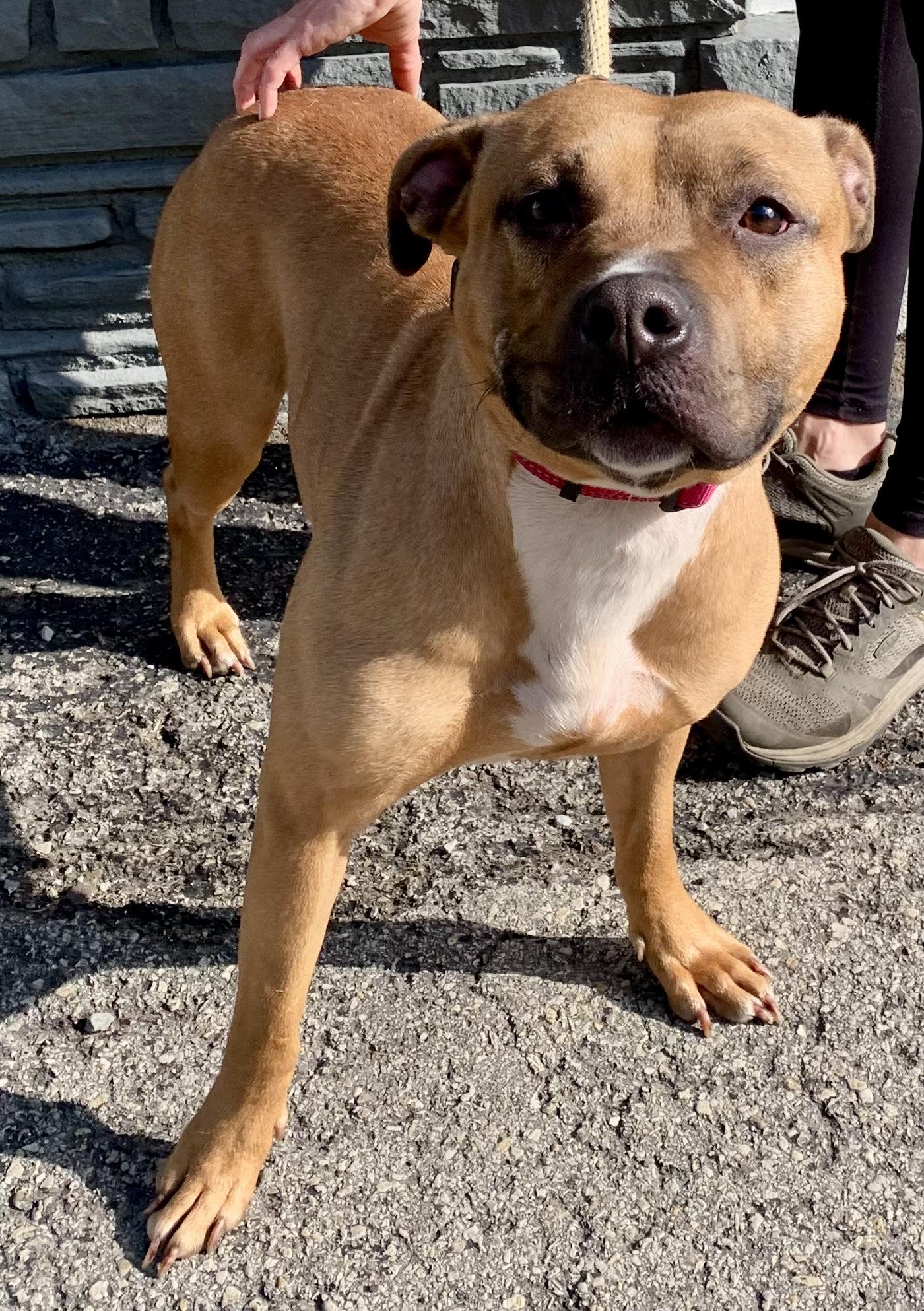 Phoenix, a ADOPTABLE Mixed Breed in McKeesport, PA image 5/6