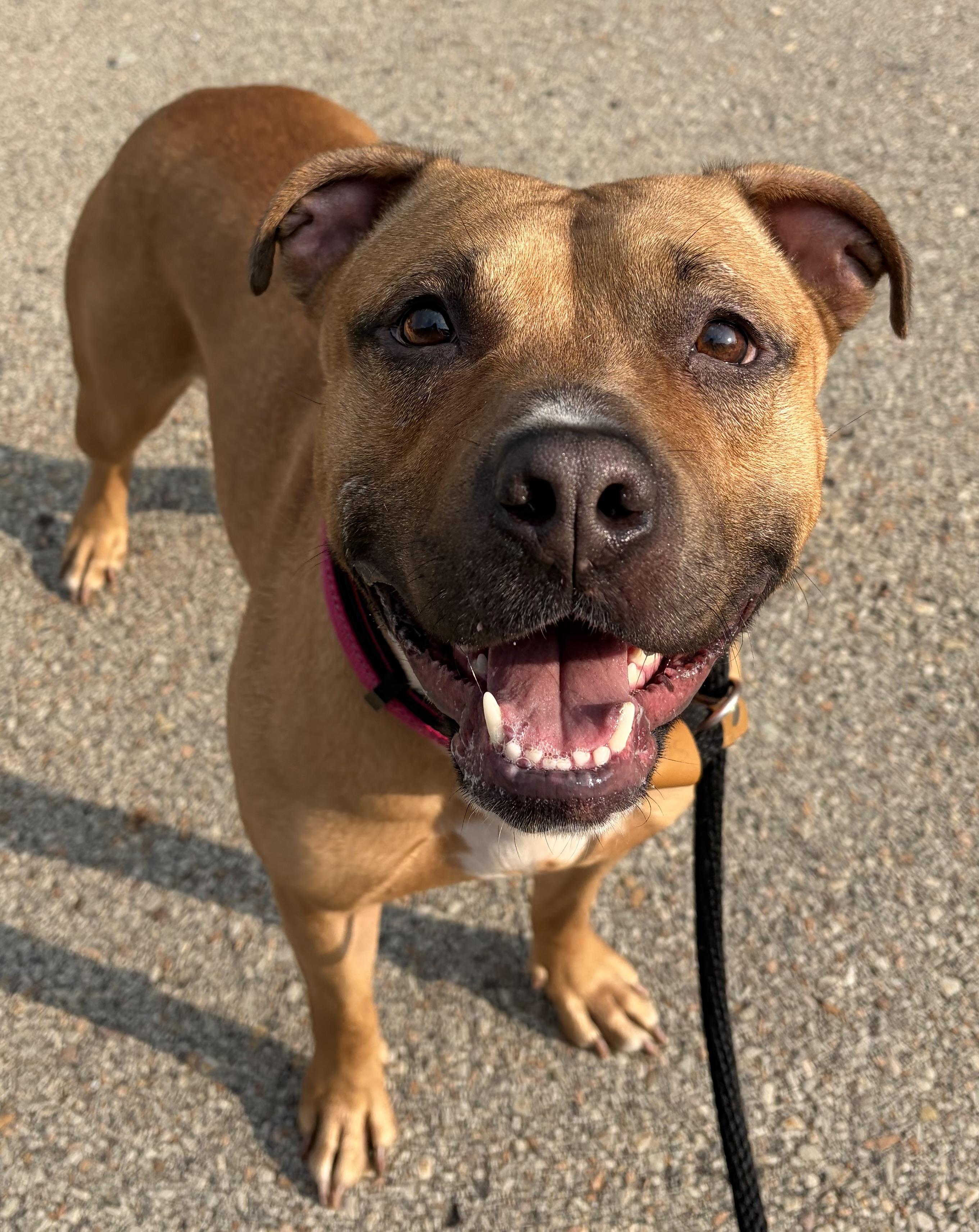 Phoenix, Adoptable, Young Female Mixed Breed.