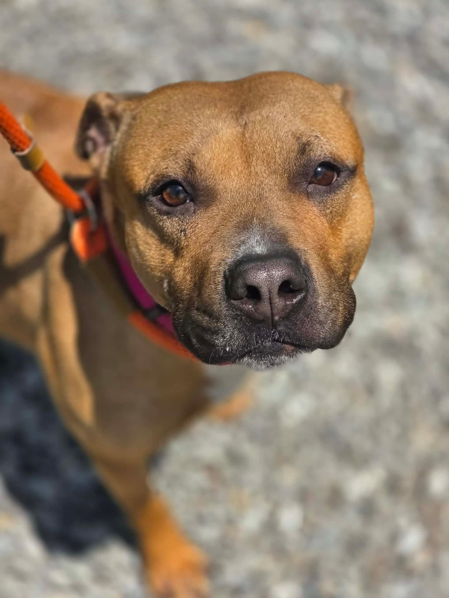 Phoenix, a ADOPTABLE Mixed Breed in McKeesport, PA image 1/6