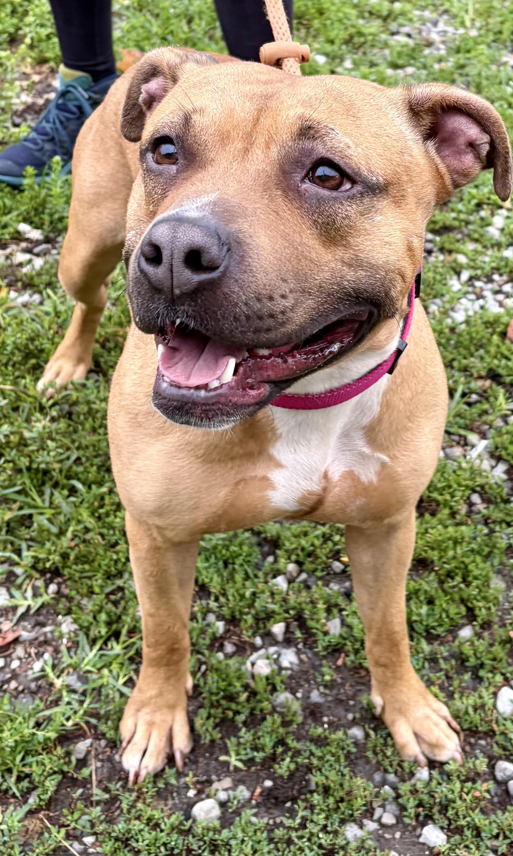 Phoenix, a ADOPTABLE Mixed Breed in McKeesport, PA image 4/6