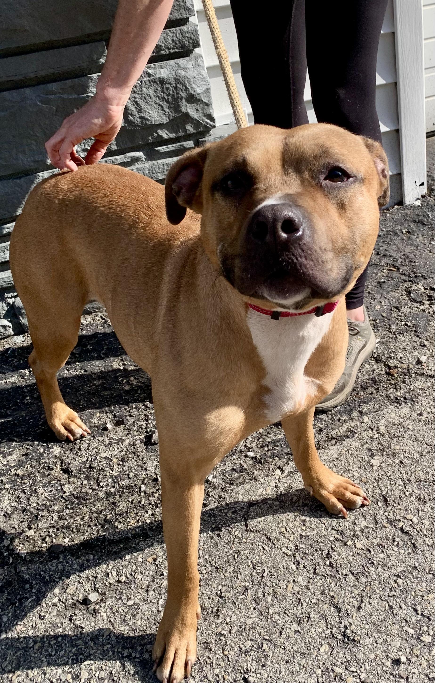 Phoenix, a ADOPTABLE Mixed Breed in McKeesport, PA image 4/6