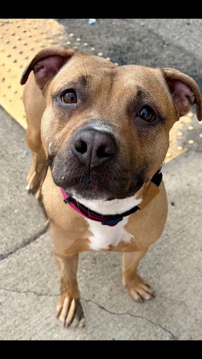 Enlarge Phoenix, a Adoptable Mixed Breed in McKeesport, PA video 6/6