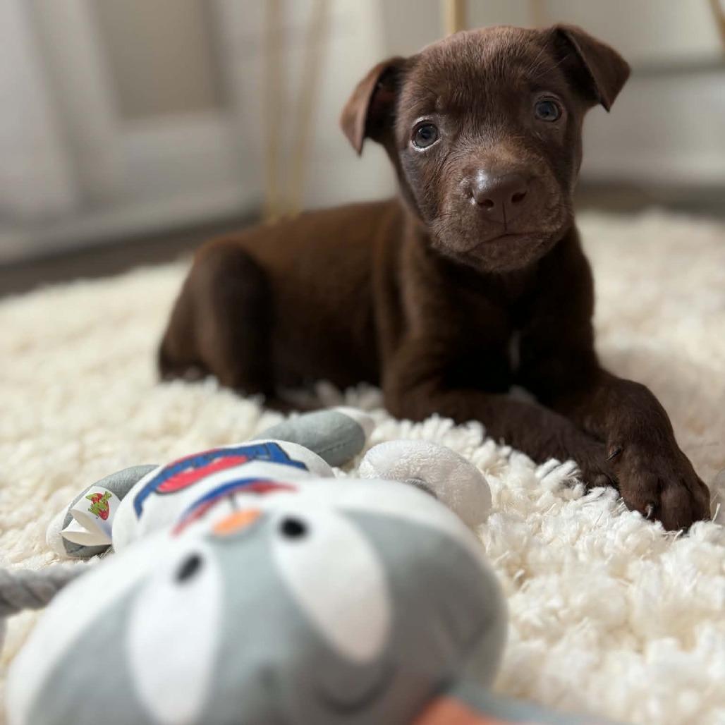 Enlarge Hershey, a Adoptable mixed breed in Enterprise, AL image 1/1