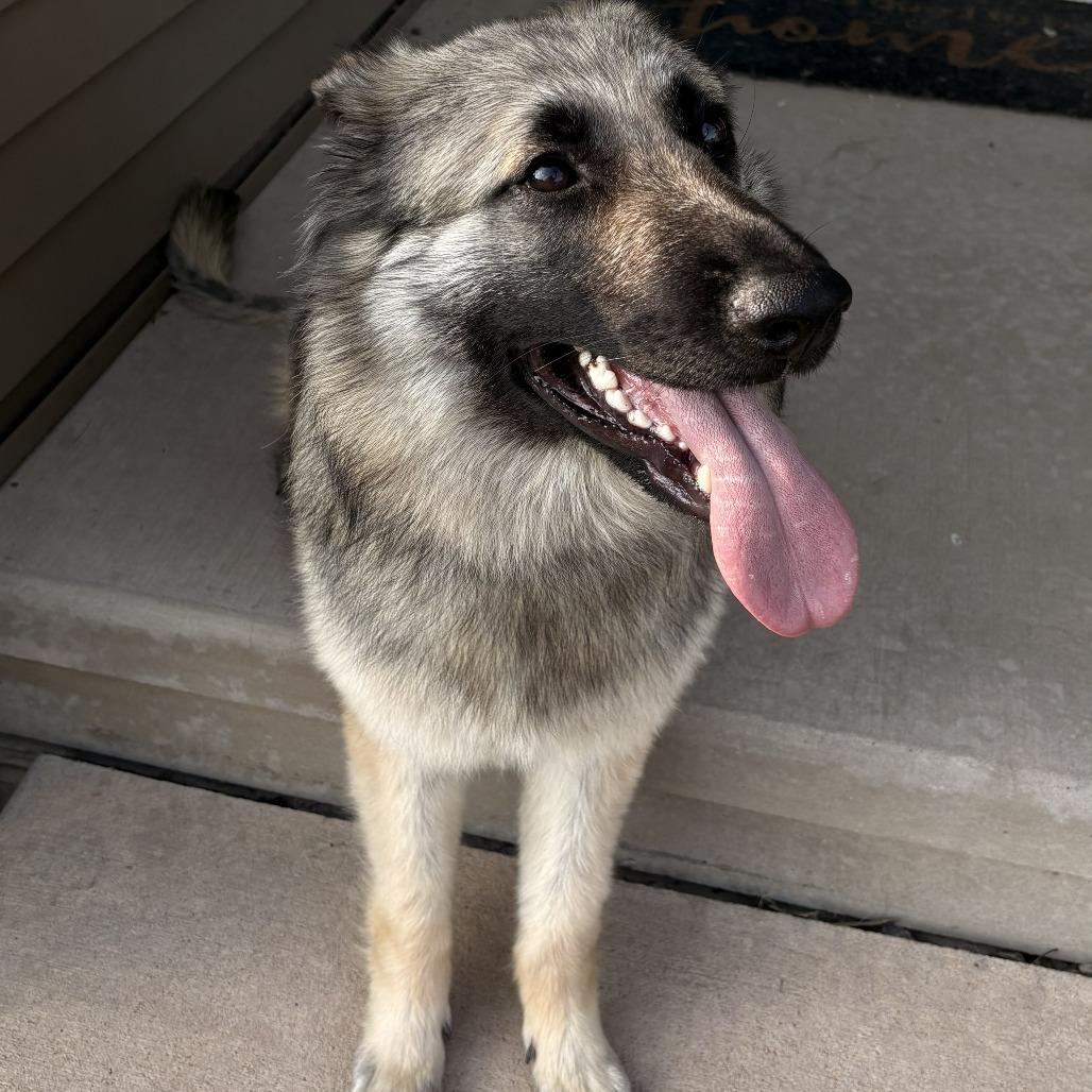 Maggie Leigh, Adoptable, Young Female German Shepherd Dog.