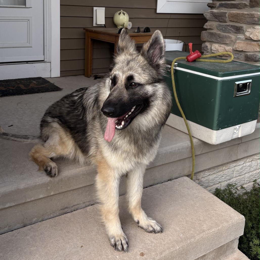 Enlarge Maggie Leigh, a Adoptable German Shepherd Dog in Van Horne, IA image 3/6
