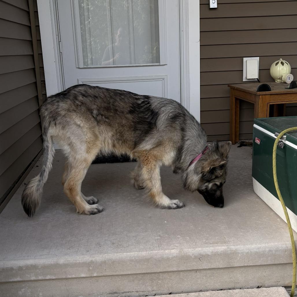 Enlarge Maggie Leigh, a Adoptable German Shepherd Dog in Van Horne, IA image 4/6
