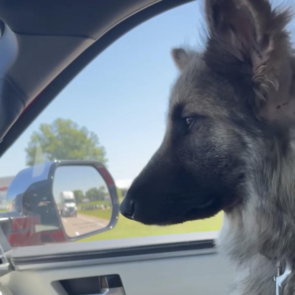 Enlarge Maggie Leigh, a Adoptable German Shepherd Dog in Van Horne, IA image 5/6