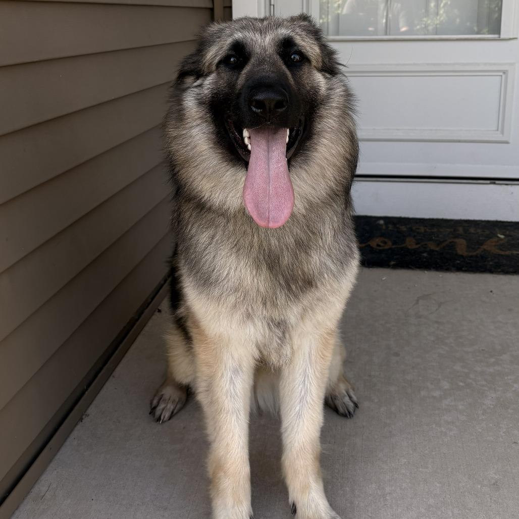 Enlarge Maggie Leigh, a Adoptable German Shepherd Dog in Van Horne, IA image 6/6
