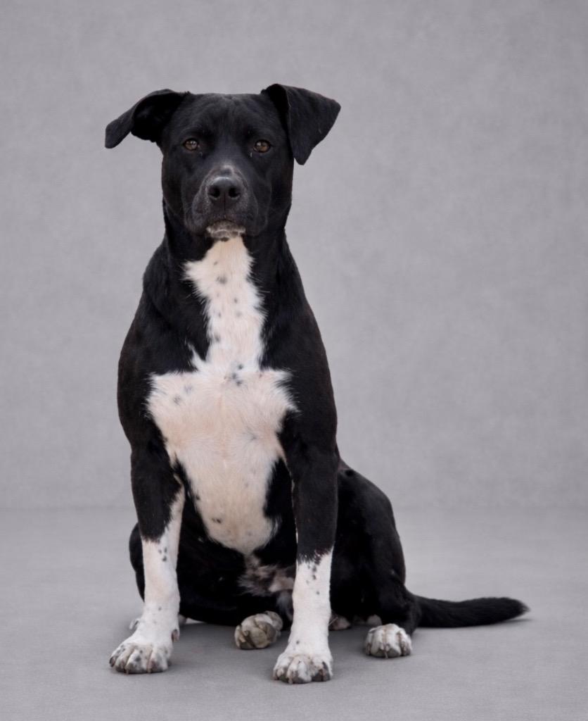 Emma 25, Adoptable, Young Female Mixed Breed & Mixed Breed.