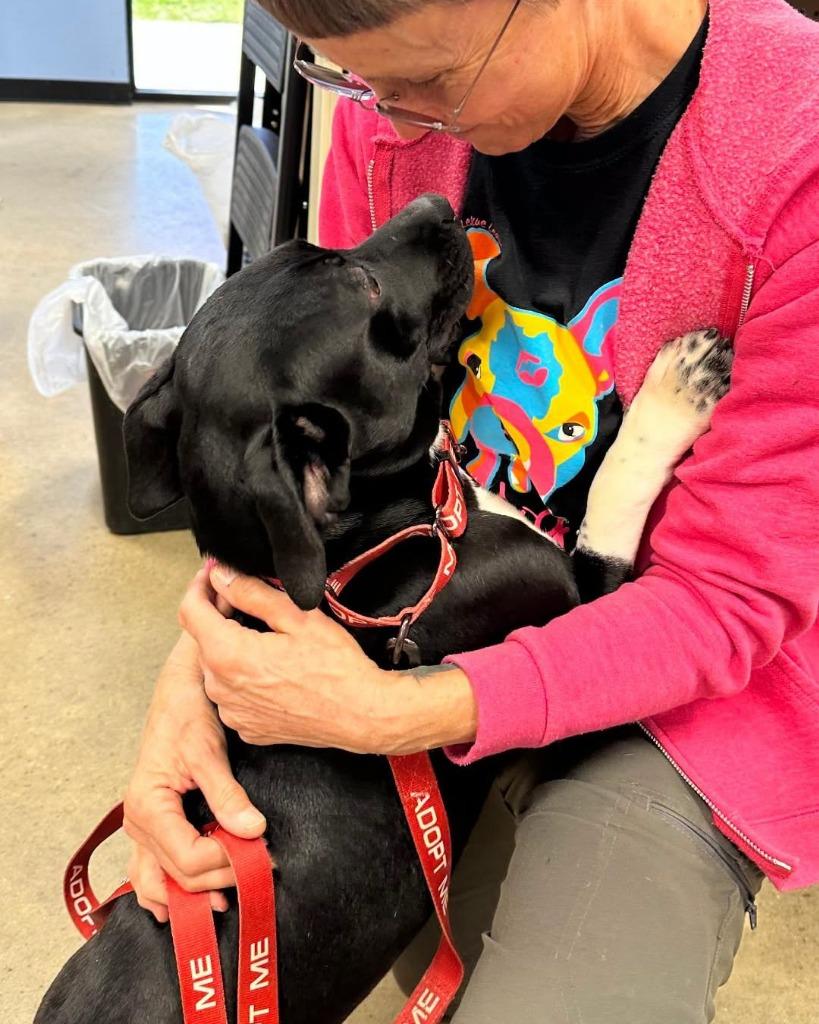 Enlarge Emma 25, a Adoptable mixed breed in Brookhaven, MS image 3/4