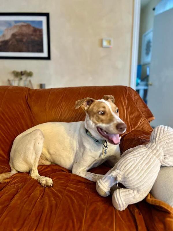 Chucky, adopted, Adult Male Mixed Breed & Mixed Breed.