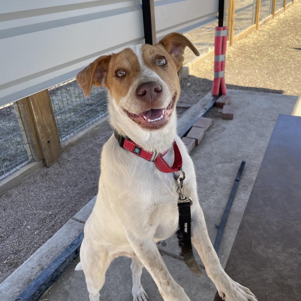 Chucky, a Adoptable mixed breed in Westminster, CO image 2/5