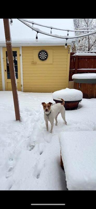 Enlarge Chucky, an adopted mixed breed in Westminster, CO image 2/6