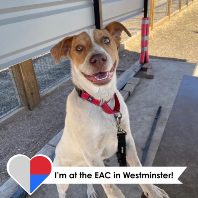 Enlarge Chucky, an adopted mixed breed in Westminster, CO image 3/6