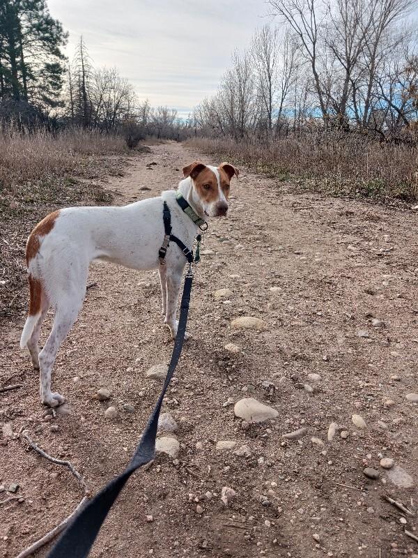 Enlarge Chucky, an adopted mixed breed in Westminster, CO image 4/6