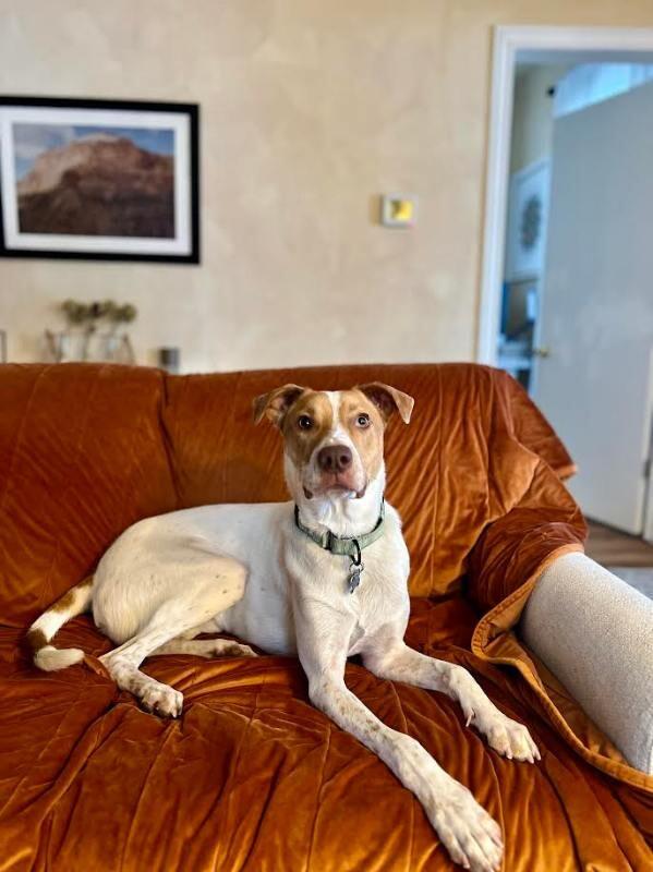 Chucky, a Adoptable mixed breed in Westminster, CO image 3/5