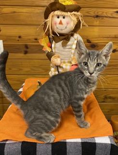 Nashville - adorable, sweet gray tabby is ready for her forever home!