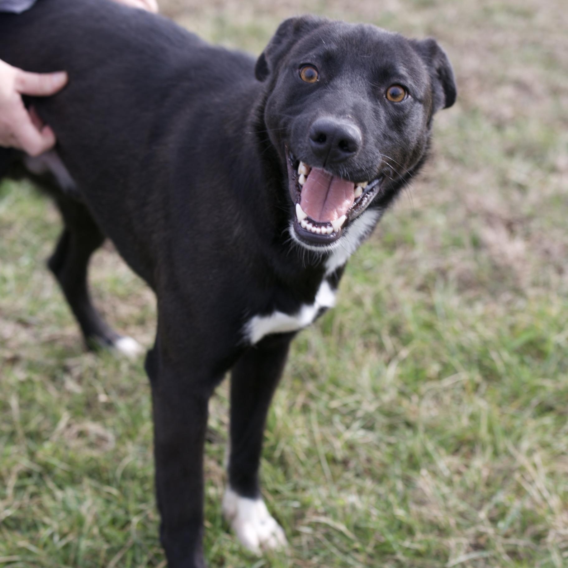 Bono, a Adoptable mixed breed in Mount Sterling, KY image 3/4