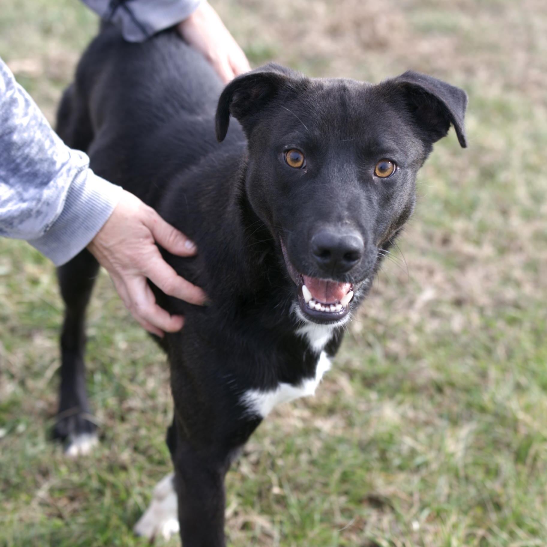 Bono, a Adoptable mixed breed in Mount Sterling, KY image 4/4