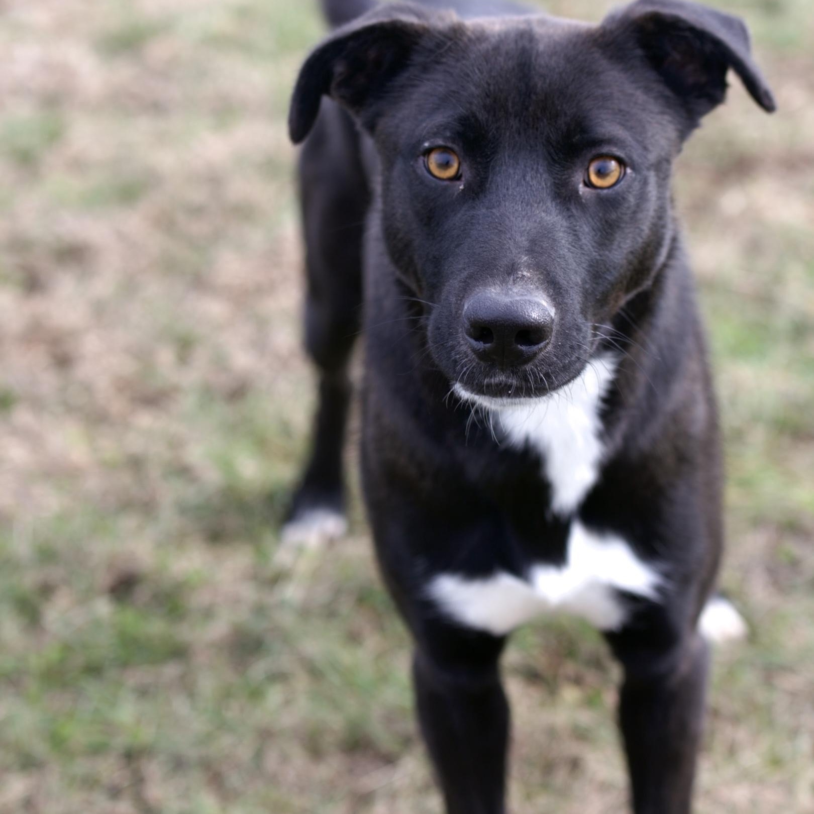 Bono, a Adoptable mixed breed in Mount Sterling, KY image 1/4
