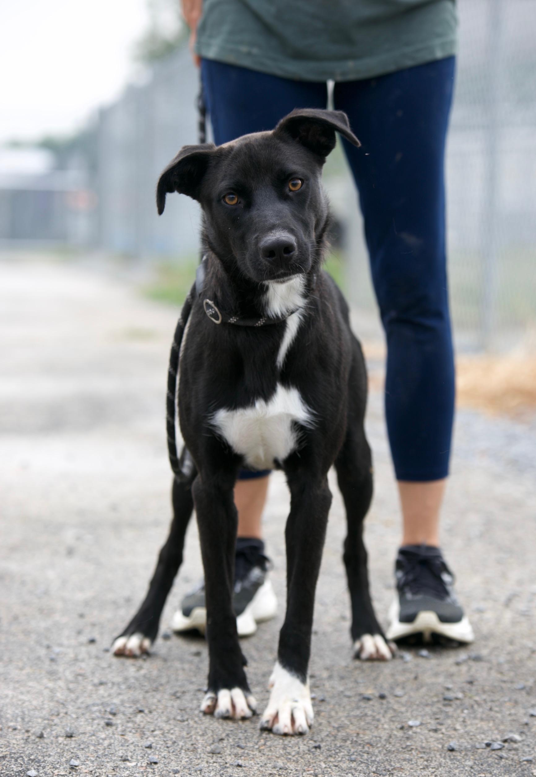 Enlarge Bono, a Adoptable mixed breed in Mount Sterling, KY image 1/1