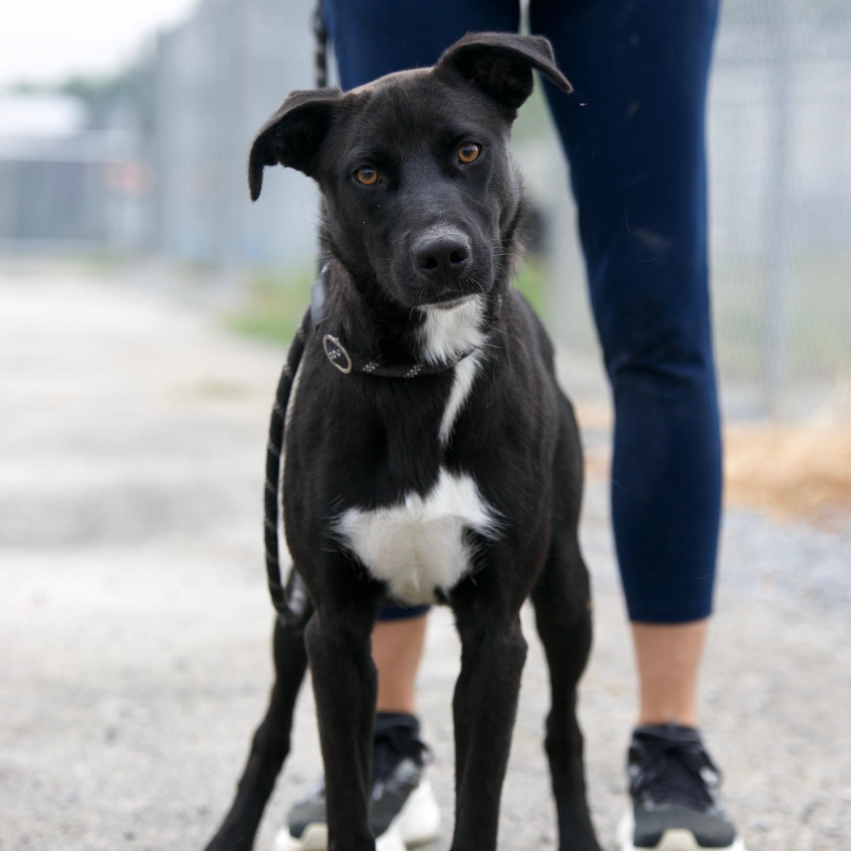 Bono, a Adoptable mixed breed in Mount Sterling, KY image 2/4