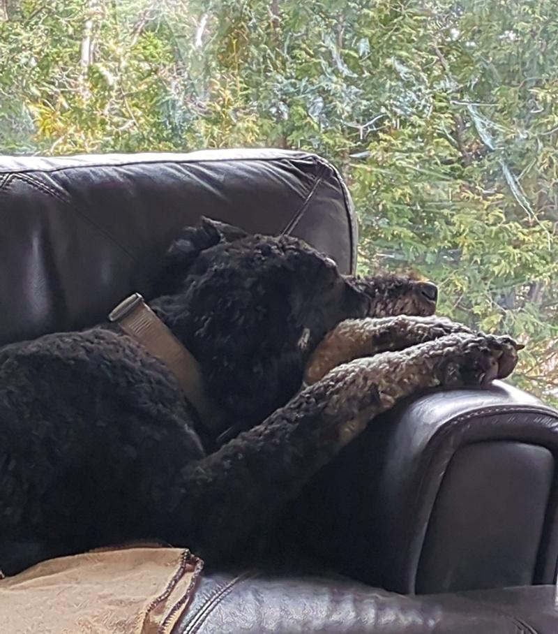 Marshall, an adoptable Bernedoodle in Bancroft, ON, K0L 1C0 | Photo Image 1