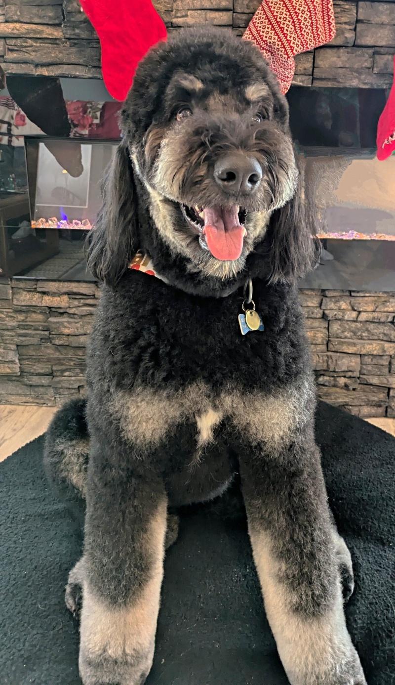 Marshall, an adoptable Bernedoodle in Bancroft, ON, K0L 1C0 | Photo Image 3