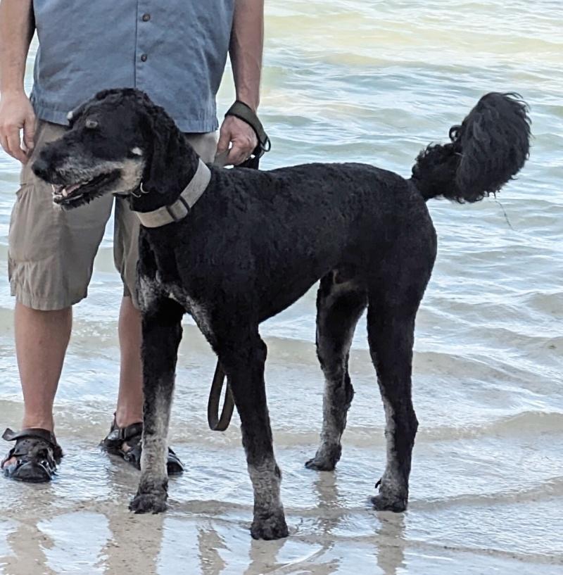 Marshall, an adoptable Bernedoodle in Bancroft, ON, K0L 1C0 | Photo Image 2