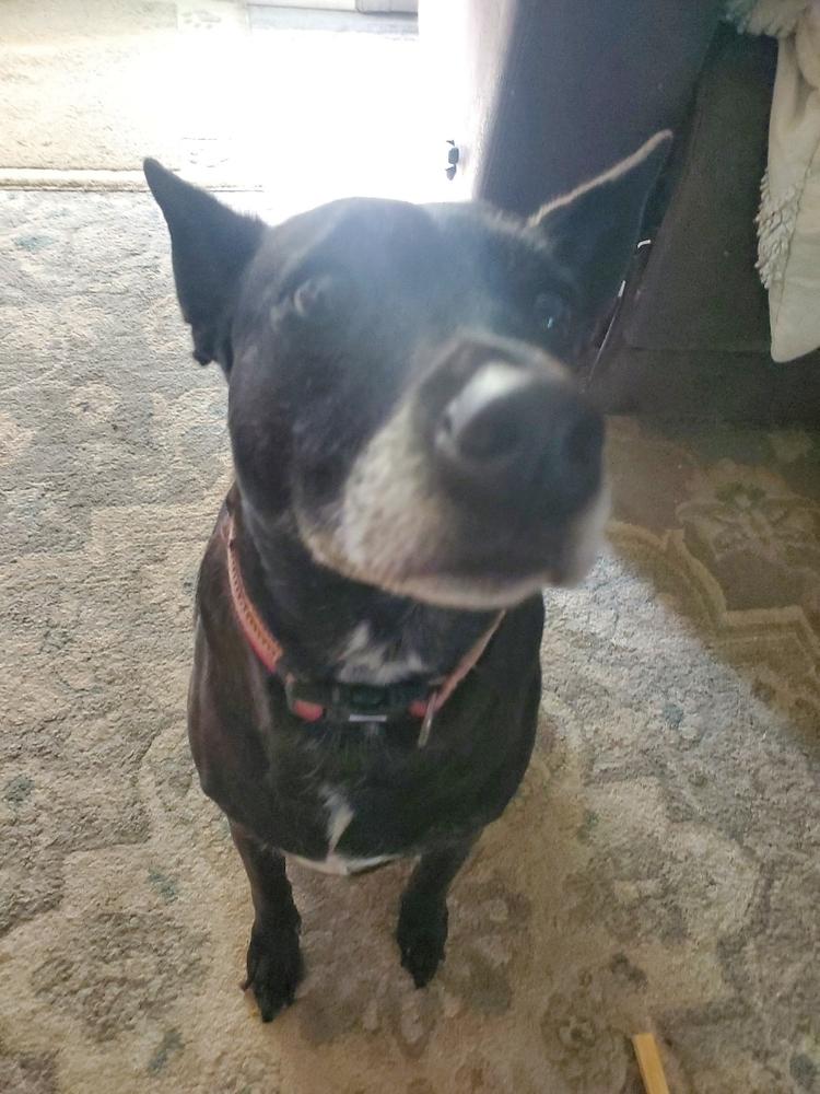 Enlarge Facts Of Life : Tootie (Zoey), a Adoptable mixed breed in Aurora, IN image 1/6