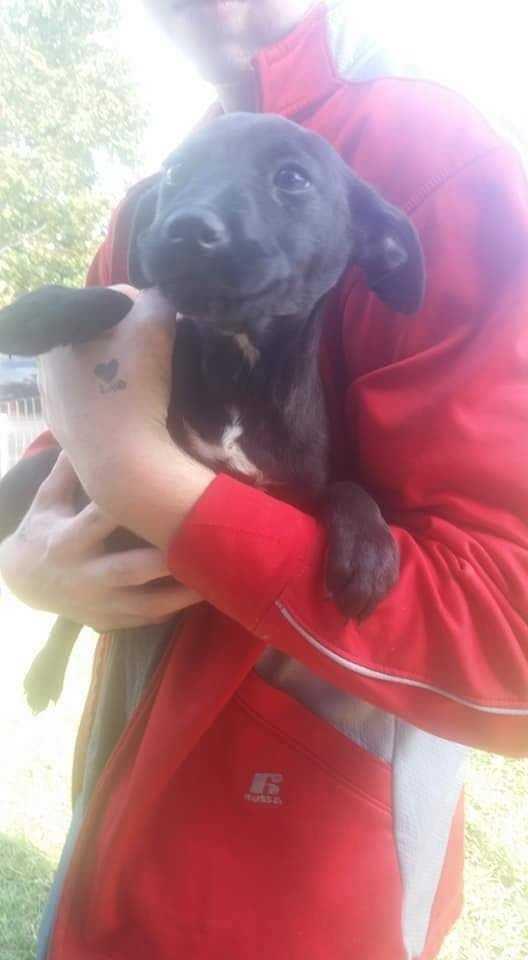 Enlarge Facts Of Life : Tootie (Zoey), a Adoptable mixed breed in Aurora, IN image 2/6