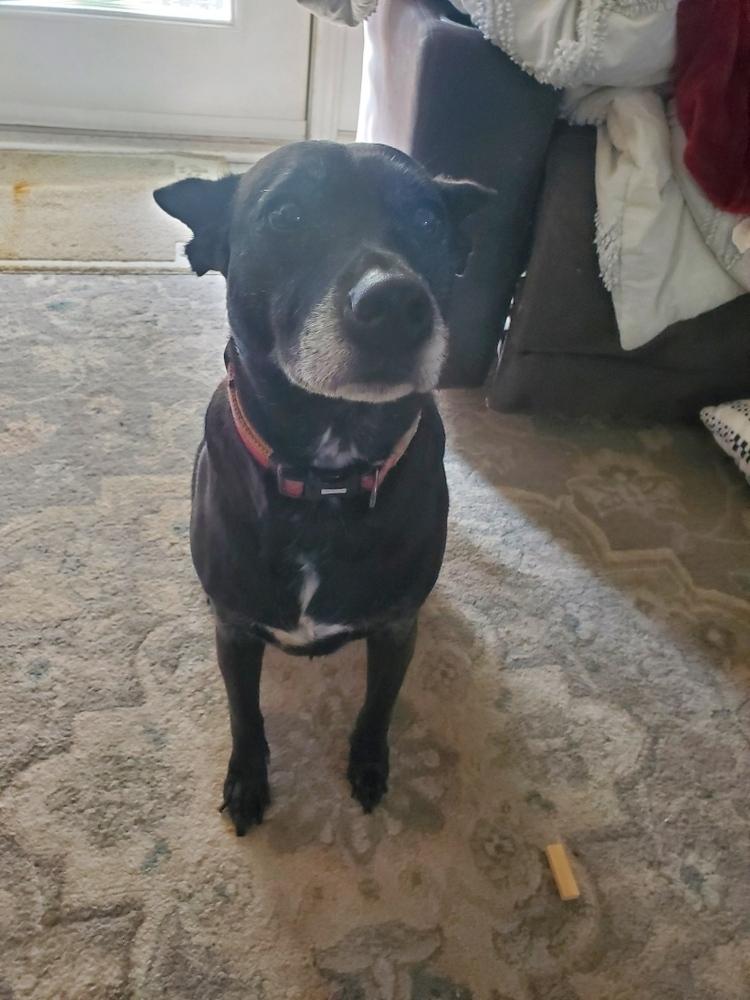 Enlarge Facts Of Life : Tootie (Zoey), a Adoptable mixed breed in Aurora, IN image 3/6