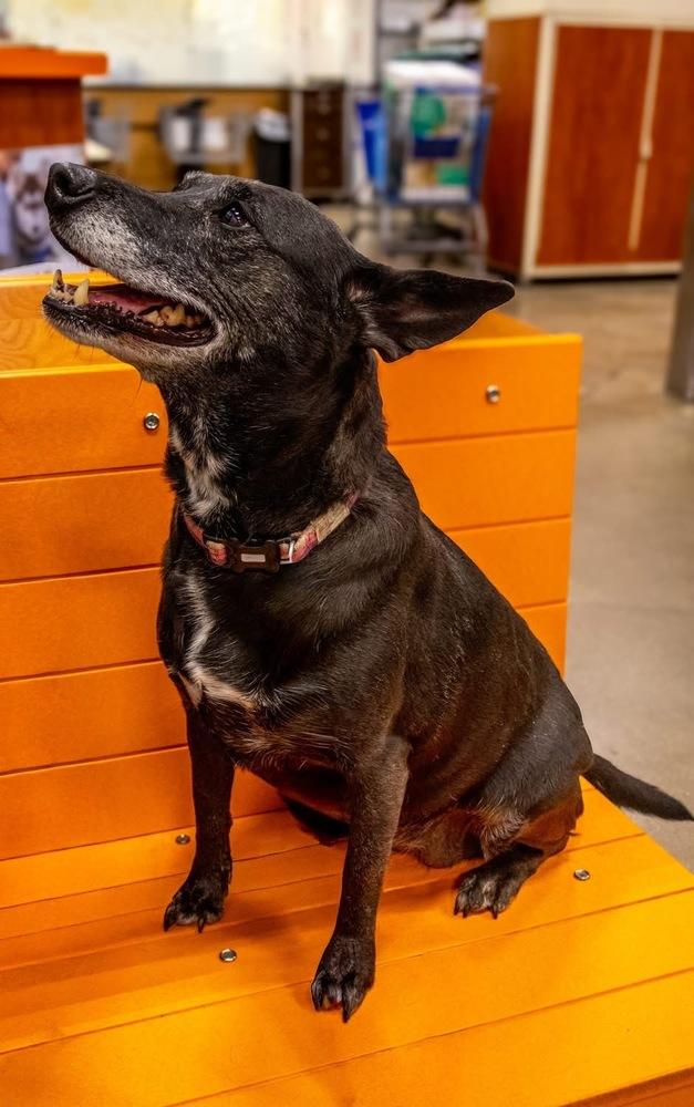 Enlarge Facts Of Life : Tootie (Zoey), a Adoptable mixed breed in Aurora, IN image 4/6