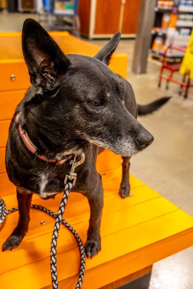 Enlarge Facts Of Life : Tootie (Zoey), a Adoptable mixed breed in Aurora, IN image 5/6