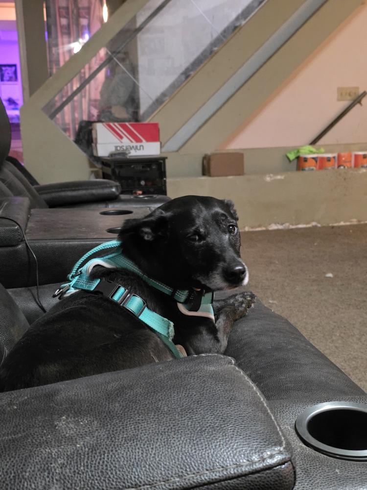 Enlarge Facts Of Life : Tootie (Zoey), a Adoptable mixed breed in Aurora, IN image 6/6