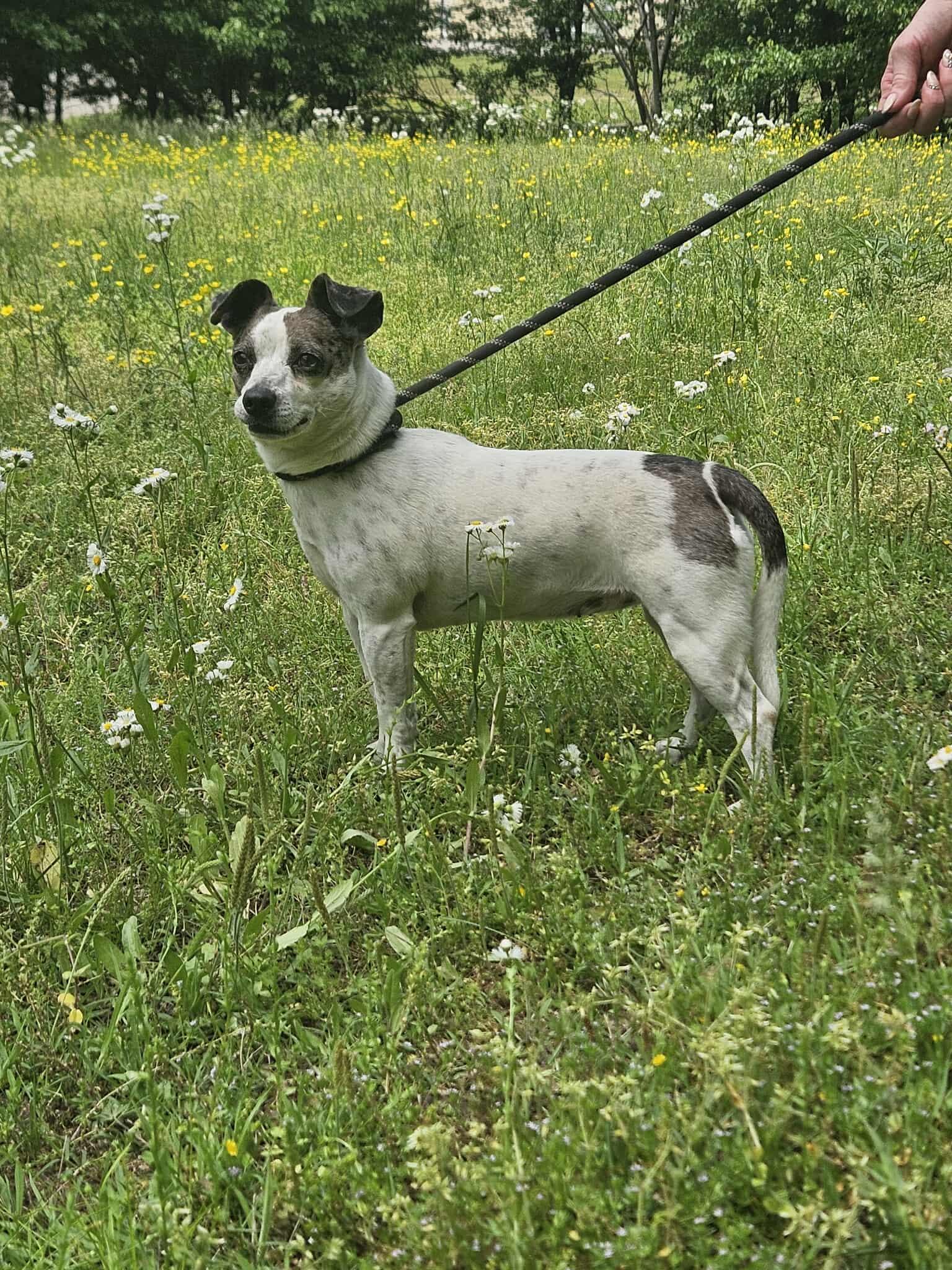 Pickles, a Adopted mixed breed in Jackson, TN image 1/3