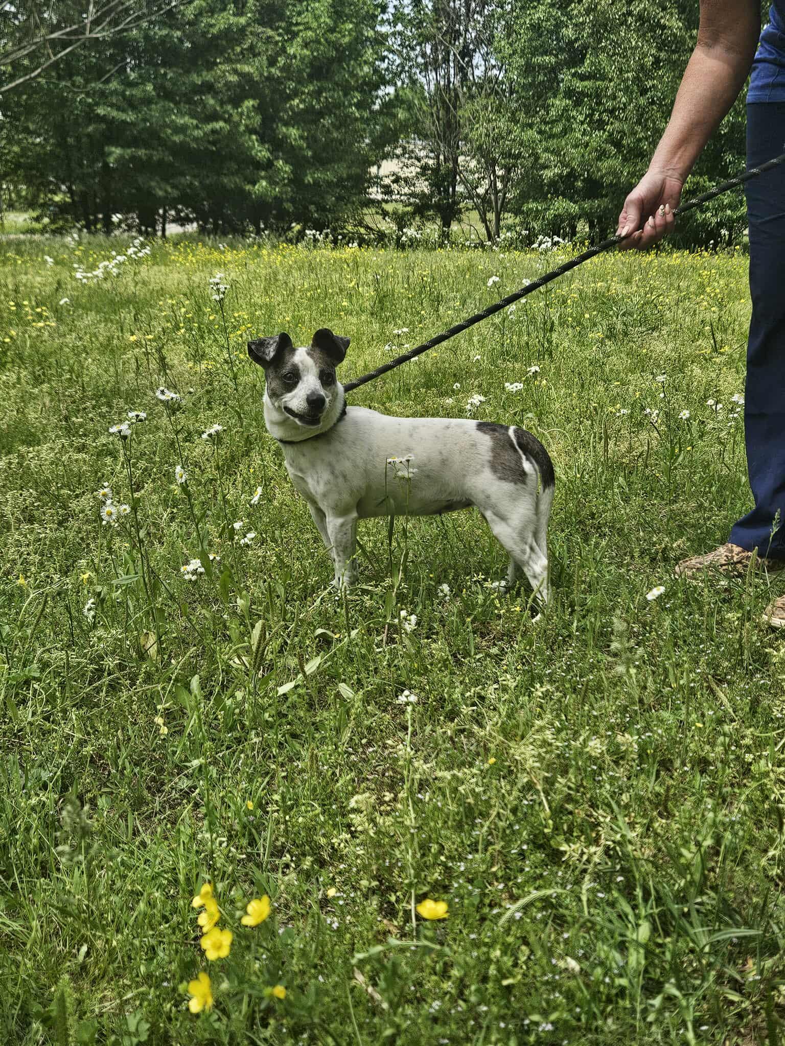 Pickles, a Adopted mixed breed in Jackson, TN image 2/3