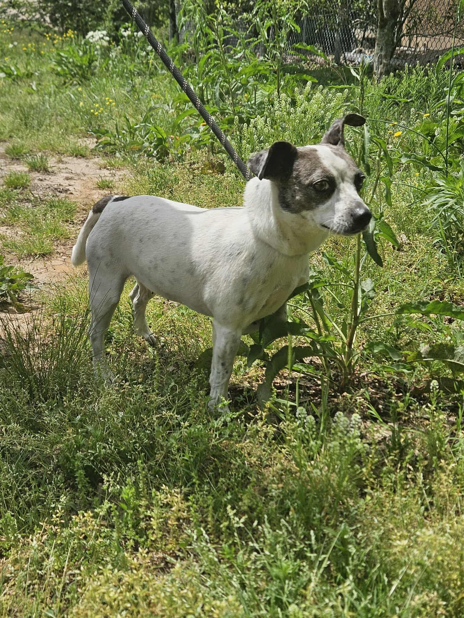 Pickles, a Adopted mixed breed in Jackson, TN image 3/3
