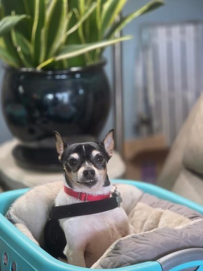Ben, Adoptable, Adult Male Rat Terrier & Mixed Breed.
