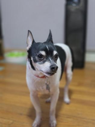 Ben, a Adoptable mixed breed in Burlington, WI image 3/3