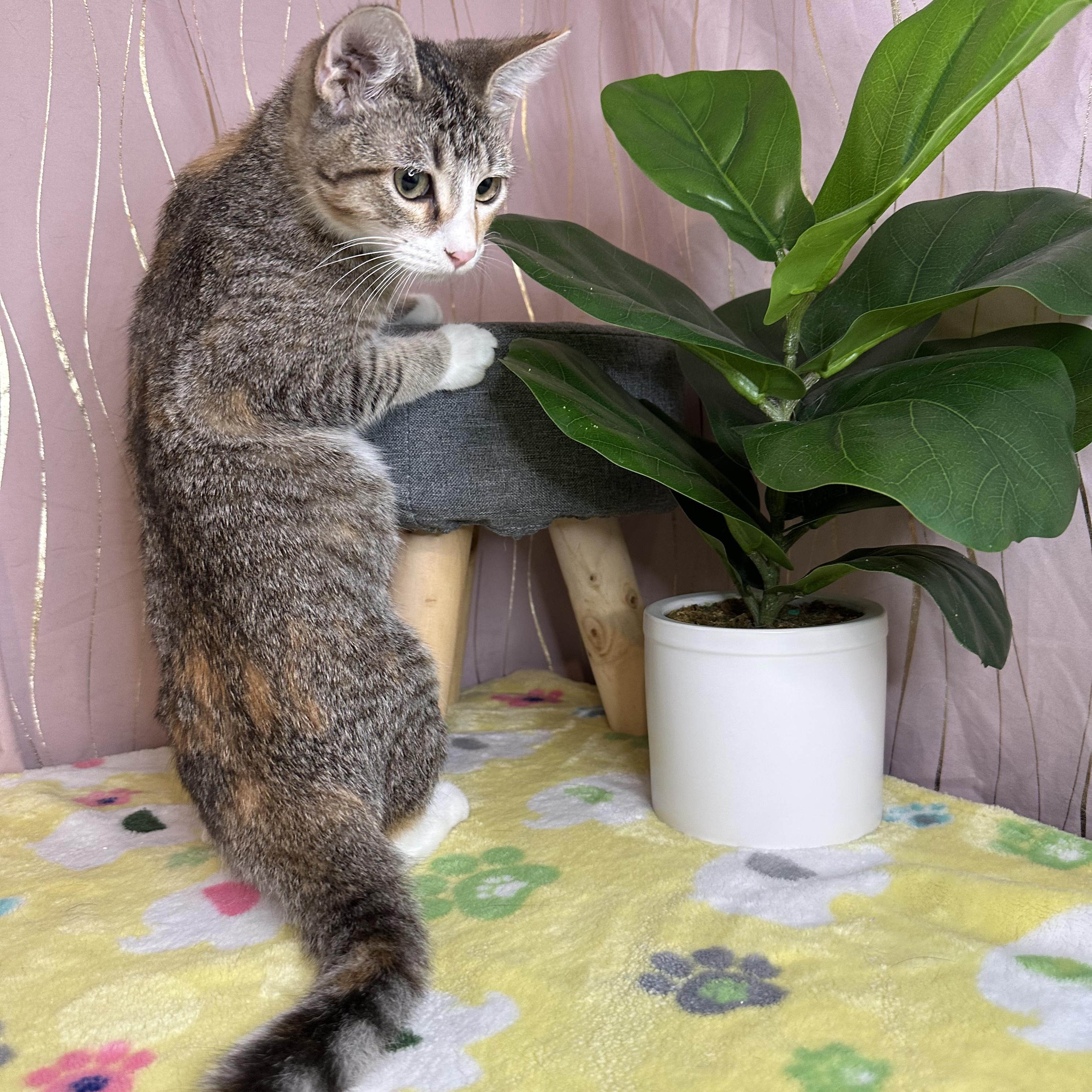 Pipkin — thumbnail 2