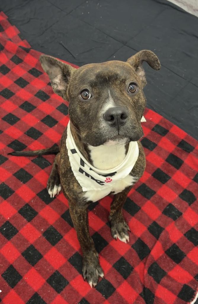 Jessica Lang, Adoptable, Young Female Mixed Breed.